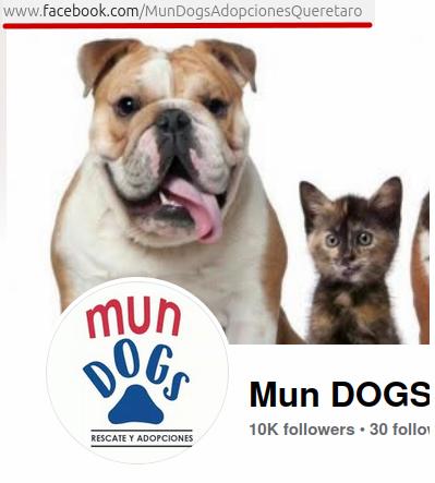 Mundogs facebook page